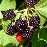blackberries