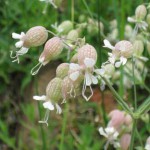 bladder campion