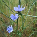 chicory