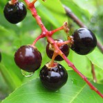 choke cherries
