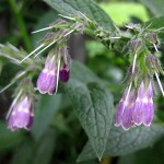 comfrey