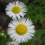 daily fleabane