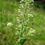 field peppergrass