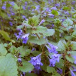 ground ivy