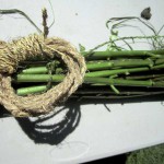 milkweed cordage