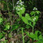 garlic mustard