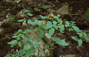 Jewelweed