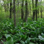 Skunk Cabbage