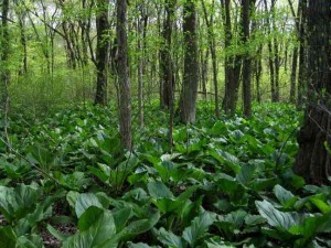 Skunk Cabbage