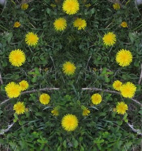 Dandelions