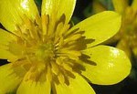 Lesser Celendine
