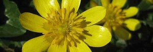 Lesser Celendine