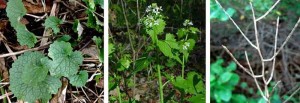 Garlic Mustard