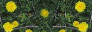 Dandelions