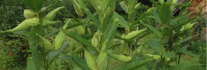 Milkweed Pods in Season