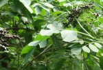 Elderberries
