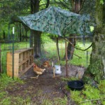 temporary chicken coop