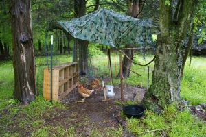 F temporary chicken coop | Suburban Foragers