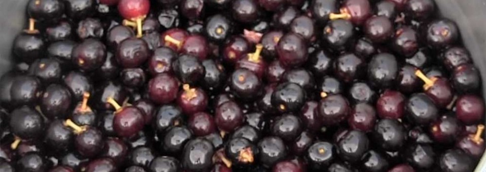 Wild Black Cherries