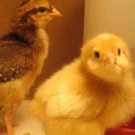 chicks