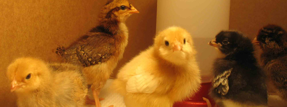 chicks