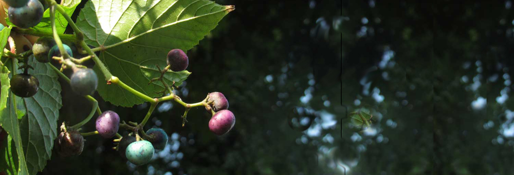 Porcelain Berries