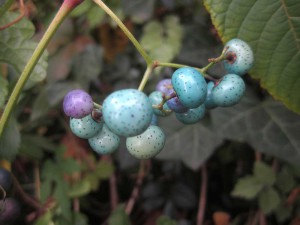 Lilac and turquoise porcelain berries