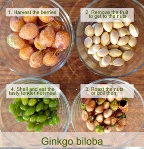 4 Steps to eating Ginkgo