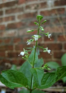 Enchanter's nightshade