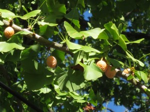 Ginkgo biloba branch