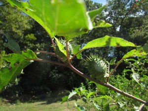 Jimsonweed