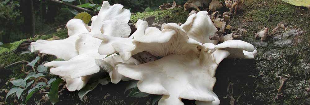 Oyster mushrooms-1000x340