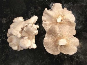 Oyster mushrooms top and bottom