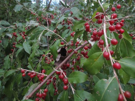 Berries on bush