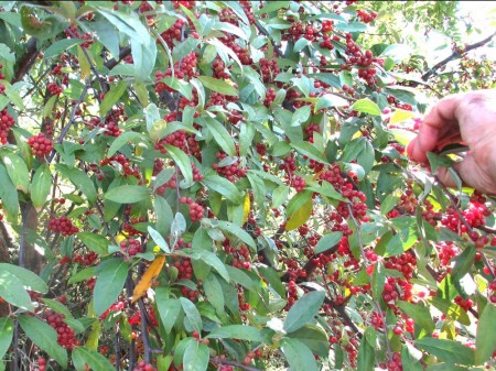 Autumn Olive bush full of berries