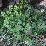 Bittercress