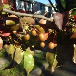 Bradford pears on tree