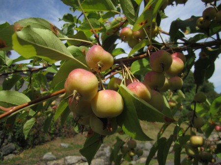 Crabapples