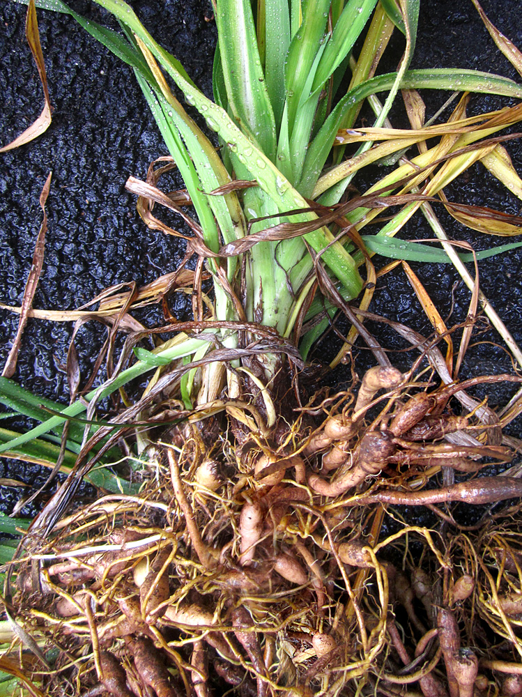 Daylily-roots