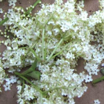 Elderflowers