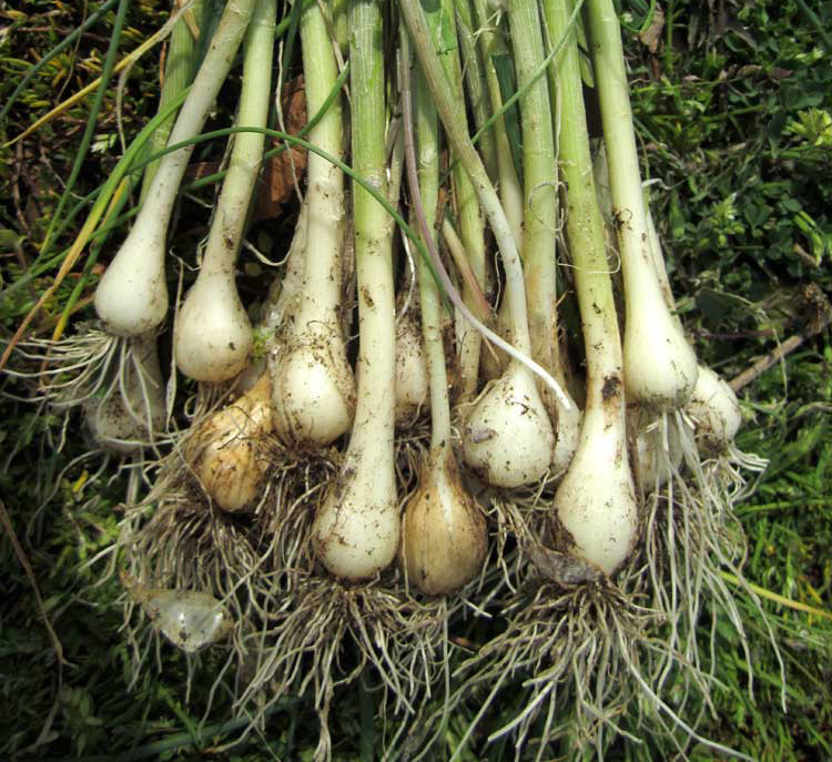 Field-garlic-bulbs
