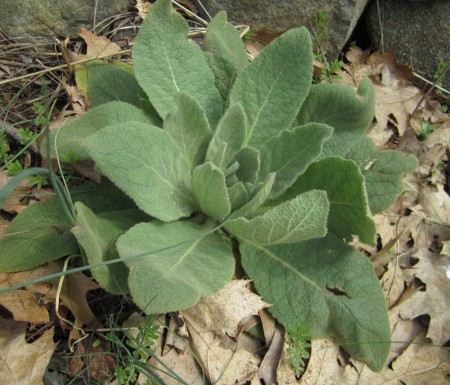 Mullein