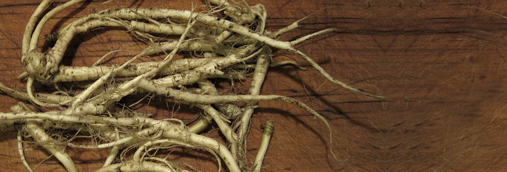 Garlic mustard roots are just one of the many buried treasures that can be harvested at this time of year.