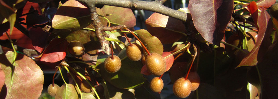 Bradford pears