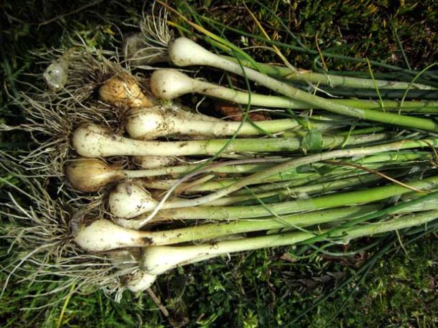 field-garlic