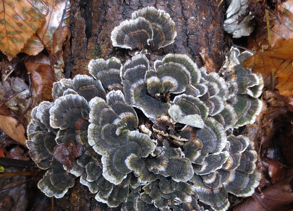 Grey-and-white-trametes