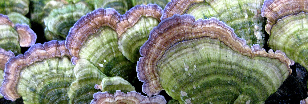 At almost any time of year, you will find Turkeytails (Trametes versicolor) growing on dead and fallen trees throughout the woods.  Apart from their ornate and colorful appearance they possess potent medicinal properties