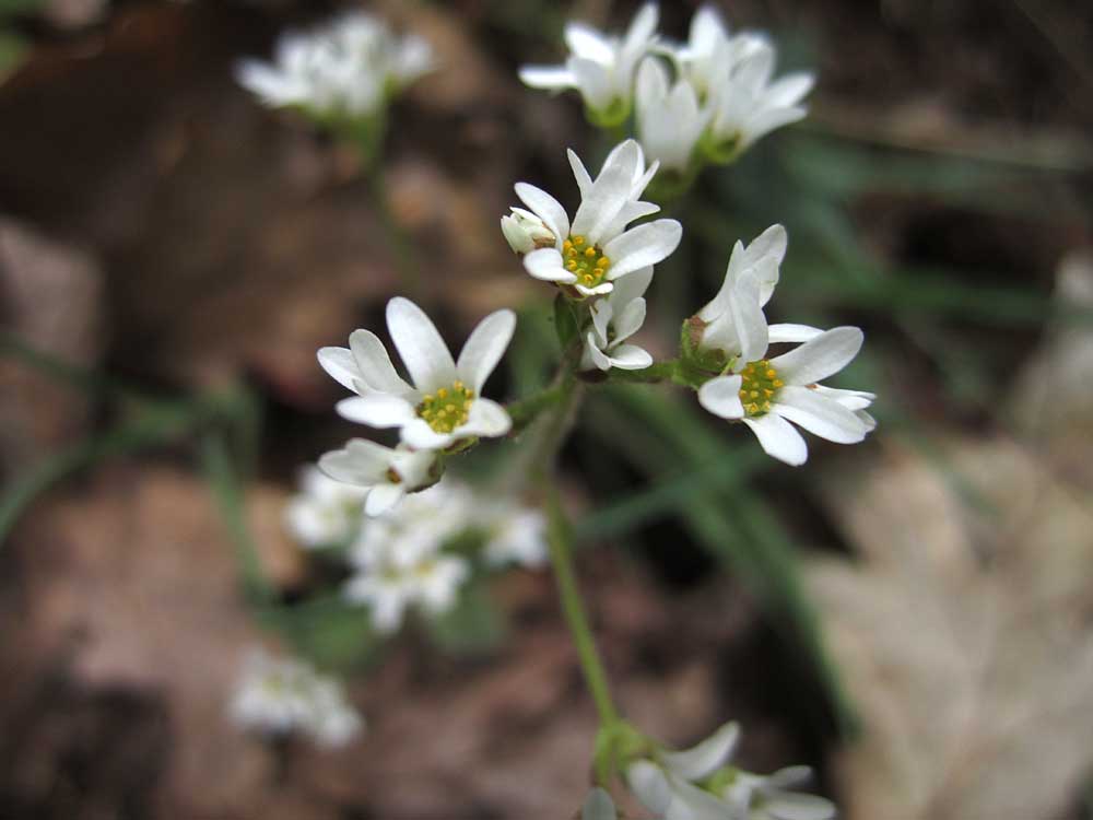 Early-saxifrage