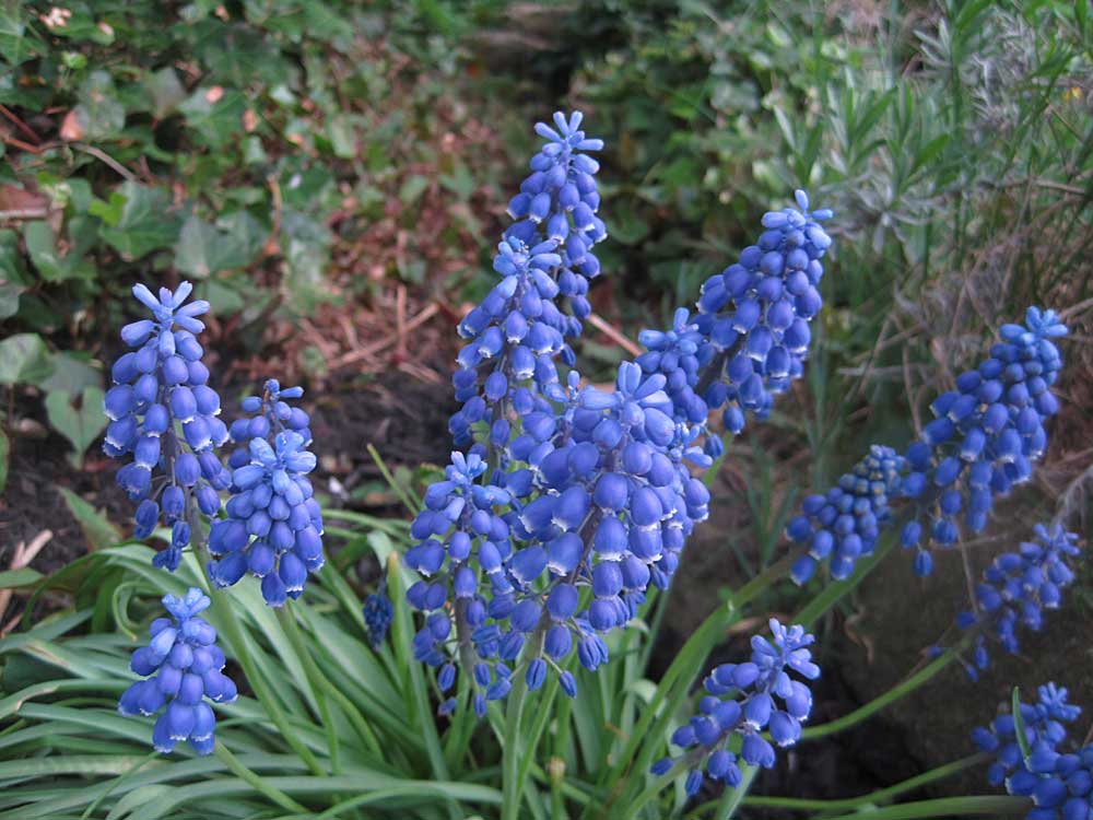 Grape-Hyacinth