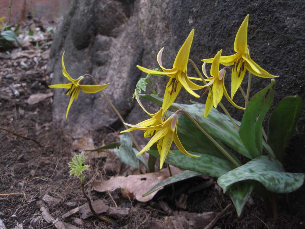 Trout Lilies by rock, most relevant to the story. Trout lily, Plant leaves, Lily